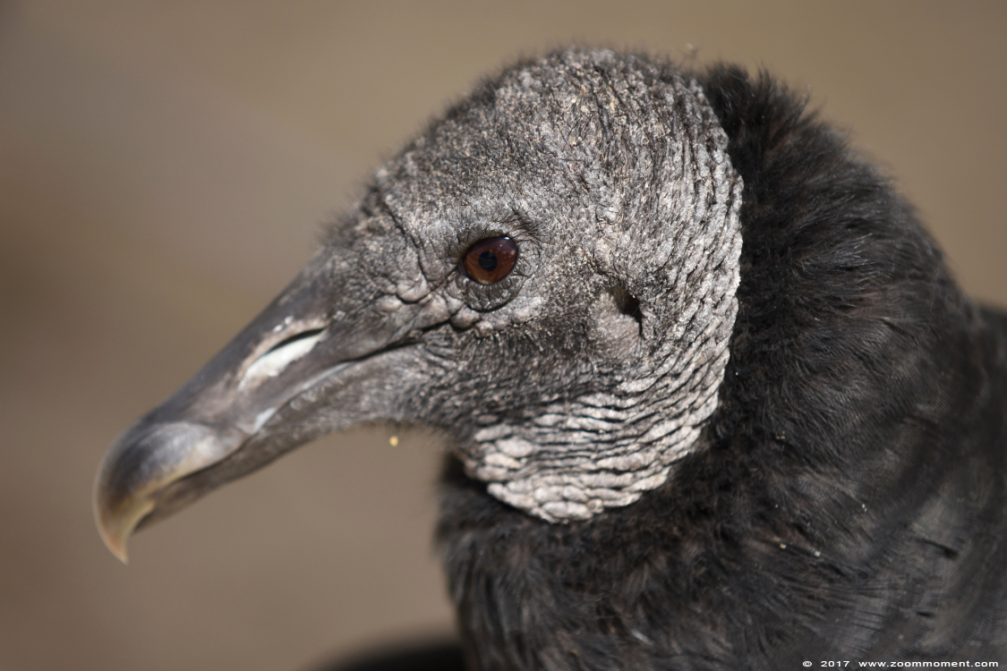 Zwarte gier ( Coragyps atratus ) black vulture
Valkerijbeurs 2017
Trefwoorden: Valkerijbeurs 2017 Roosendaal Zwarte gier  Coragyps atratus  black vulture