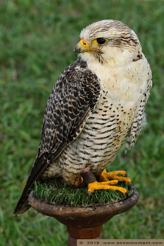 giervalk ( Falco rusticolus ) gyrfalcon 
Valkerijbeurs 2019 Tilburg 
Trefwoorden: Valkerijbeurs 2019 Tilburg giervalk  Falco rusticolus  gyrfalcon