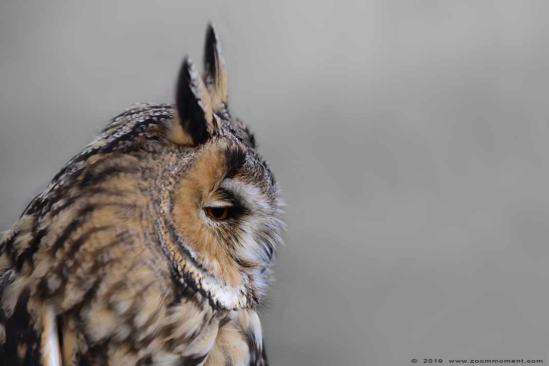 ransuil  ( Asio otus ) long eared owl
Valkerijbeurs 2019 Tilburg 
Trefwoorden: Valkerijbeurs 2019 Tilburg ransuil  Asio otus  long eared owl