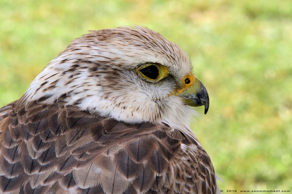sakervalk ( Falco cherrug )  saker falcon
Valkerijbeurs 2019 Tilburg 
Nøgleord: Valkerijbeurs 2019 Tilburg sakervalk  Falco cherrug   saker falcon