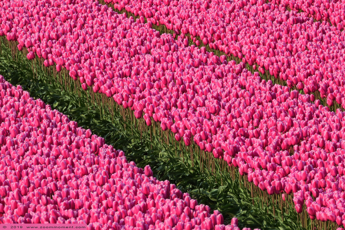 tulpen Nieuwe-Tonge tulips
关键词: Nieuwe Tonge Nederland  tulp tulip