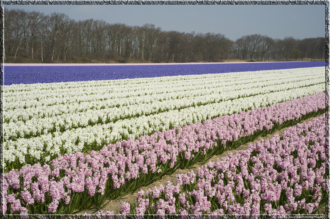 hyacinten Bollenstreek   Bulbs District
Klíčová slova: Bollenstreek Lisse Nederland  Bulbs District hyacinth hyacint