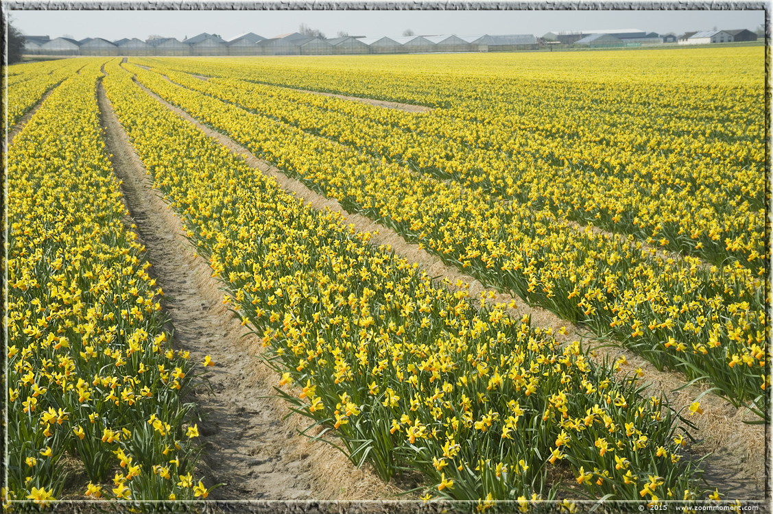 narcissen  Bollenstreek   Bulbs District
Ключови думи: Bollenstreek Lisse Nederland  Bulbs District narcis daffodil  narcissus
