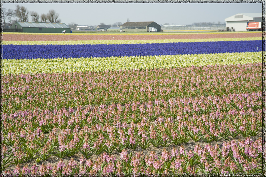 hyacinten Bollenstreek   Bulbs District
Kulcsszavak: Bollenstreek Lisse Nederland  Bulbs District hyacinth hyacint