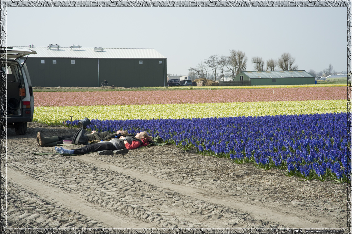 hyacinten Bollenstreek   Bulbs District
关键词: Bollenstreek Lisse Nederland  Bulbs District hyacinth hyacint