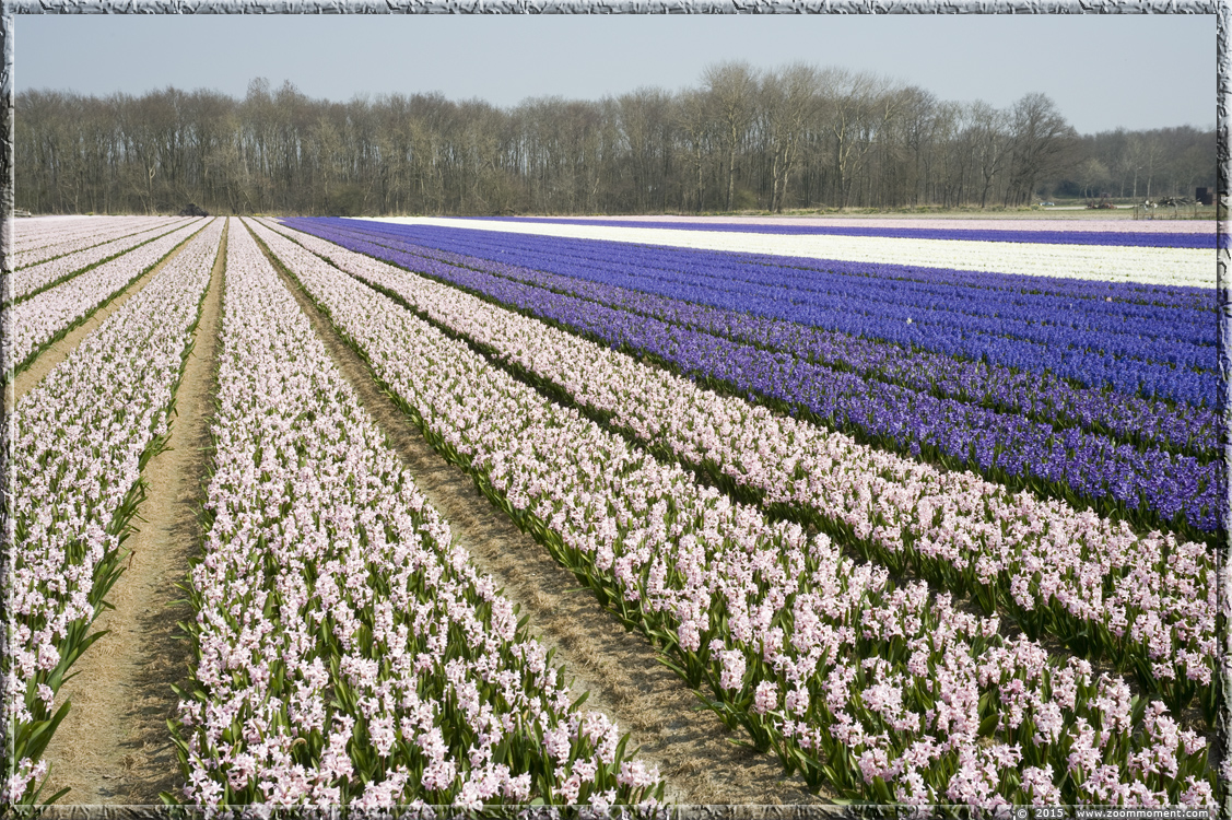 hyacinten Bollenstreek   Bulbs District
Avainsanat: Bollenstreek Lisse Nederland  Bulbs District hyacinth hyacint