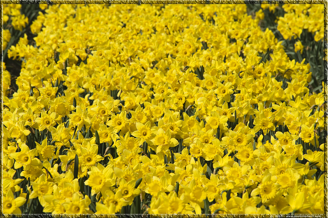 narcissen  Bollenstreek   Bulbs District
Võtmesõnad: Bollenstreek Lisse Nederland  Bulbs District narcis daffodil  narcissus