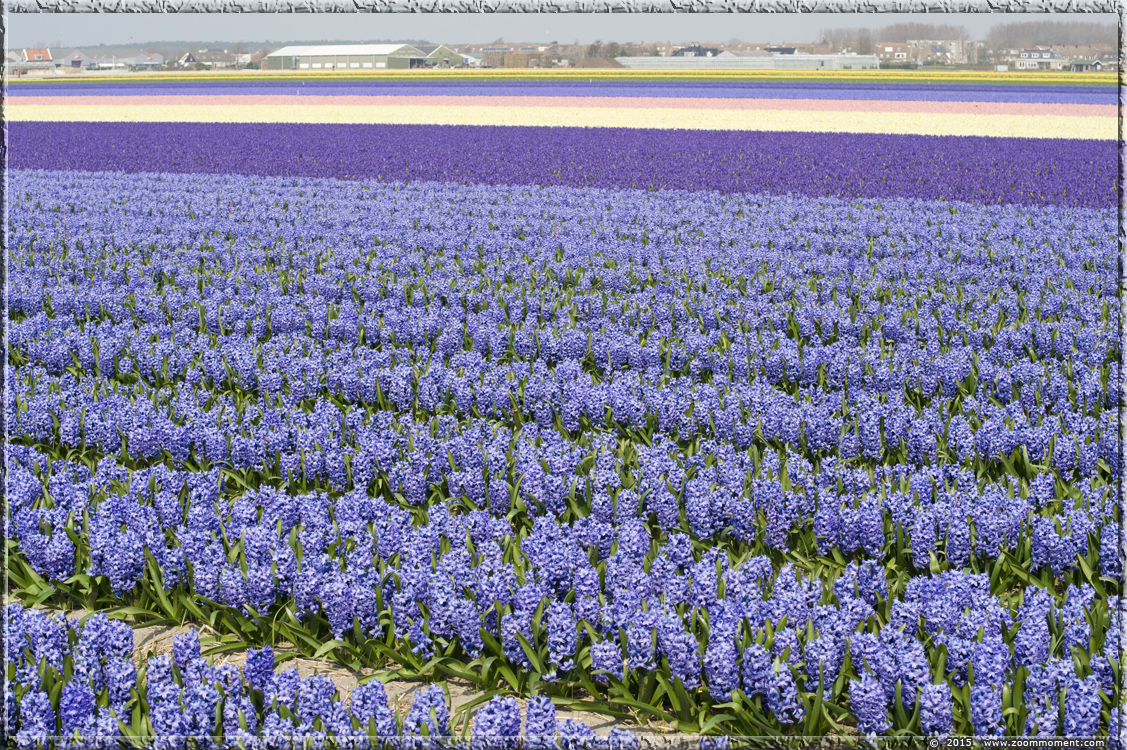 hyacinten Bollenstreek   Bulbs District
Avainsanat: Bollenstreek Lisse Nederland  Bulbs District hyacinth hyacint