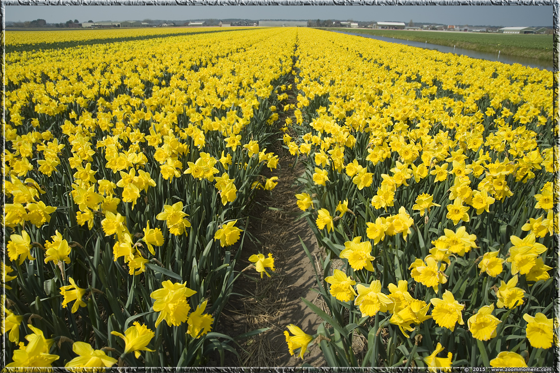 narcissen  Bollenstreek   Bulbs District
Keywords: Bollenstreek Lisse Nederland  Bulbs District narcis daffodil  narcissus