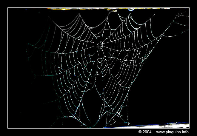 spinnenweb web  cob or spider web
Trefwoorden: Doode Bemde Neerijse Bertem Spider cob web spinnenweb