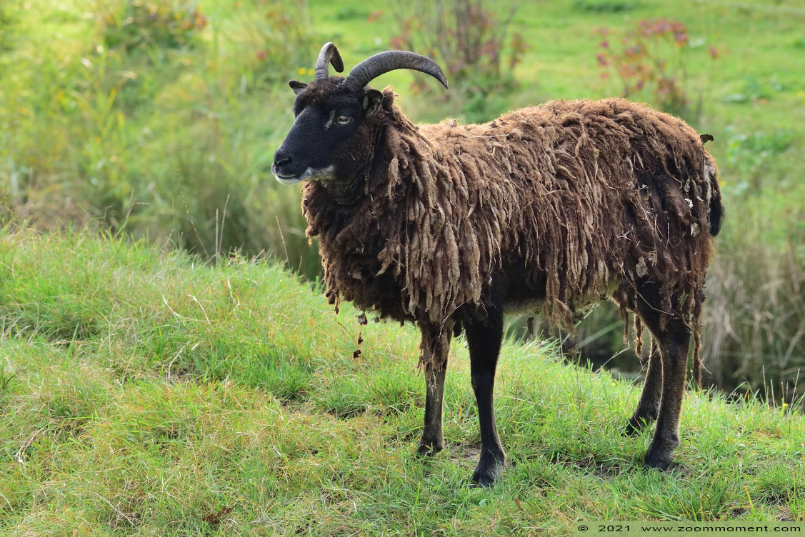 schaap sheep
キーワード: Plantentuin Merksplas schaap sheep