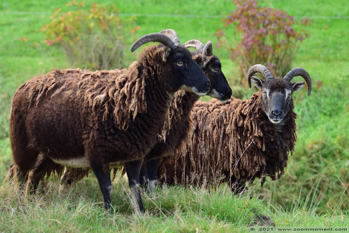 schaap sheep
Keywords: Plantentuin Merksplas schaap sheep