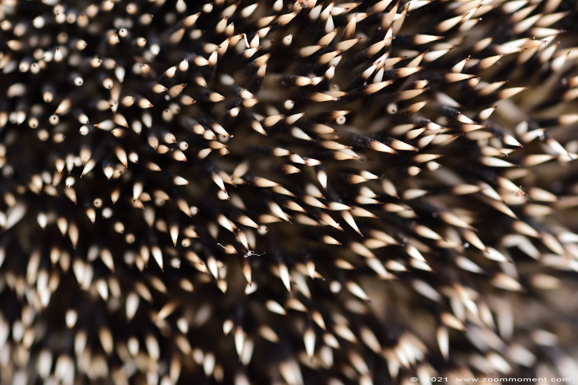 egel ( Erinaceus europaeus ) hedgehog
Keywords: Beerse Belgium egel Erinaceus europaeus hedgehog