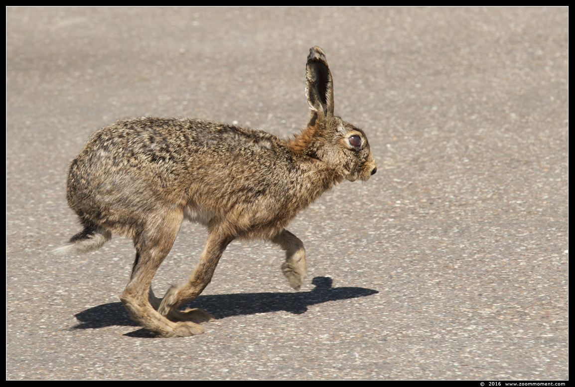 haas  ( Lepus europaeus ) Europian hare
Keywords: Beerse haas Lepus europaeus Europian hare