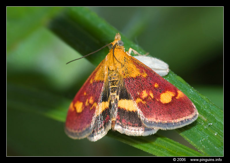 muntvlinder ( Pyrausta aurata ) mint moth
Trefwoorden: natuurgebied naturereserve Voornes Duin Nederland muntvlindertje vlinder butterfly mint moth