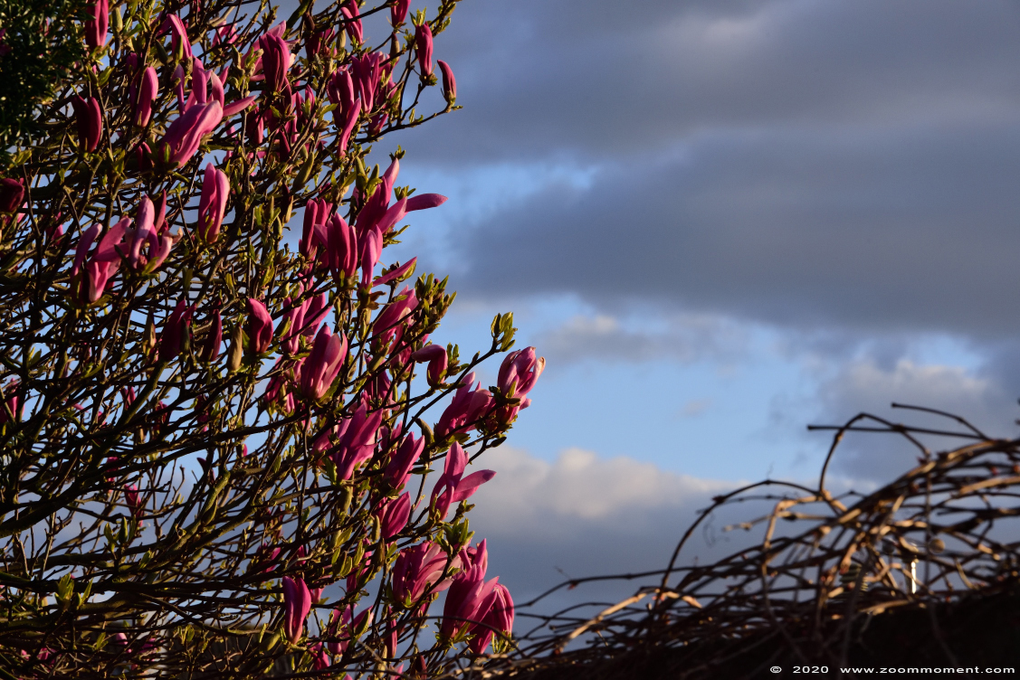 magnolia 
Ключови думи: Tuin Beerse Belgium magnolia