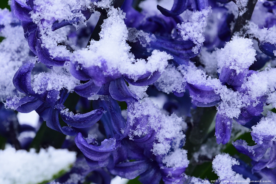 Słowa kluczowe: Beerse tuin sneeuw snow bloem flower
