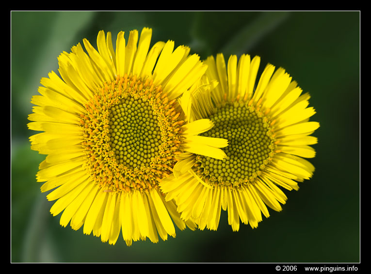 heelblaadjes  ( Pulicaria dysenterica ? )
Trefwoorden: Voornes Duin Nederland gele bloem yellow heelblaadjes Pulicaria dysenterica