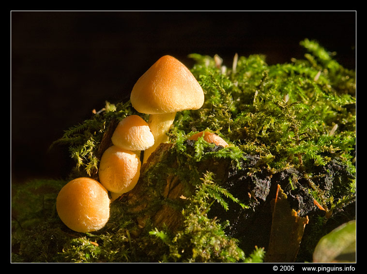 paddenstoel ( species ? ) fungus
onbekende soort
Keywords: Tervuren Duisburg Zonienwoud Kapucijnenbos Belgie Belgium paddestoel paddenstoel fungus fungi