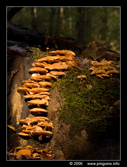 paddenstoel ( species ? ) fungus
onbekende soort
Trefwoorden: Tervuren Duisburg Zonienwoud Kapucijnenbos Belgie Belgium paddestoel paddenstoel fungus fungi