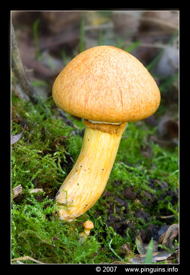 paddenstoel ( species ? ) fungus
onbekende soort
unknown species
Trefwoorden: Mechels Broek Mechelen Belgie Belgium paddestoel paddenstoel fungus fungi