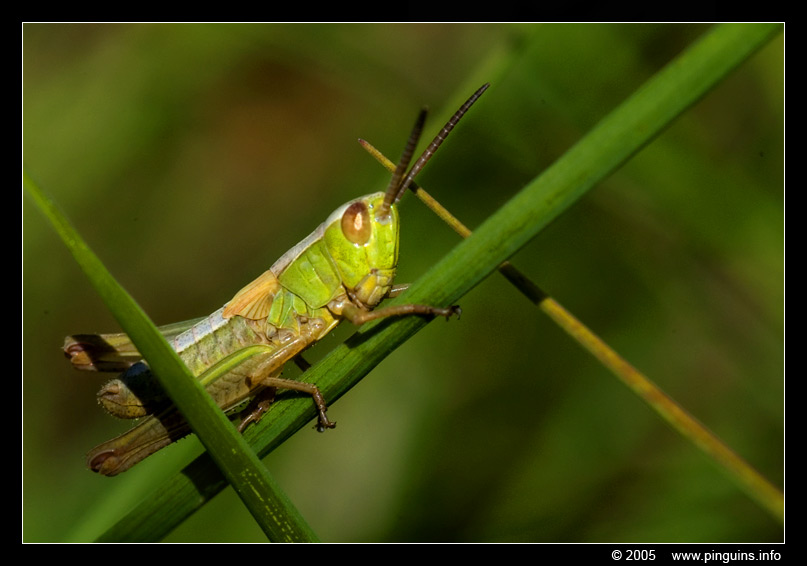 krekel   ( Acheta domestica )   cricket
Grensoverschrijdend natuurgebied Hageven in Neerpelt (BE) - Plateaux (NL)
Trefwoorden: Plateaux Nederland Netherlands krekel Acheta domestica cricket