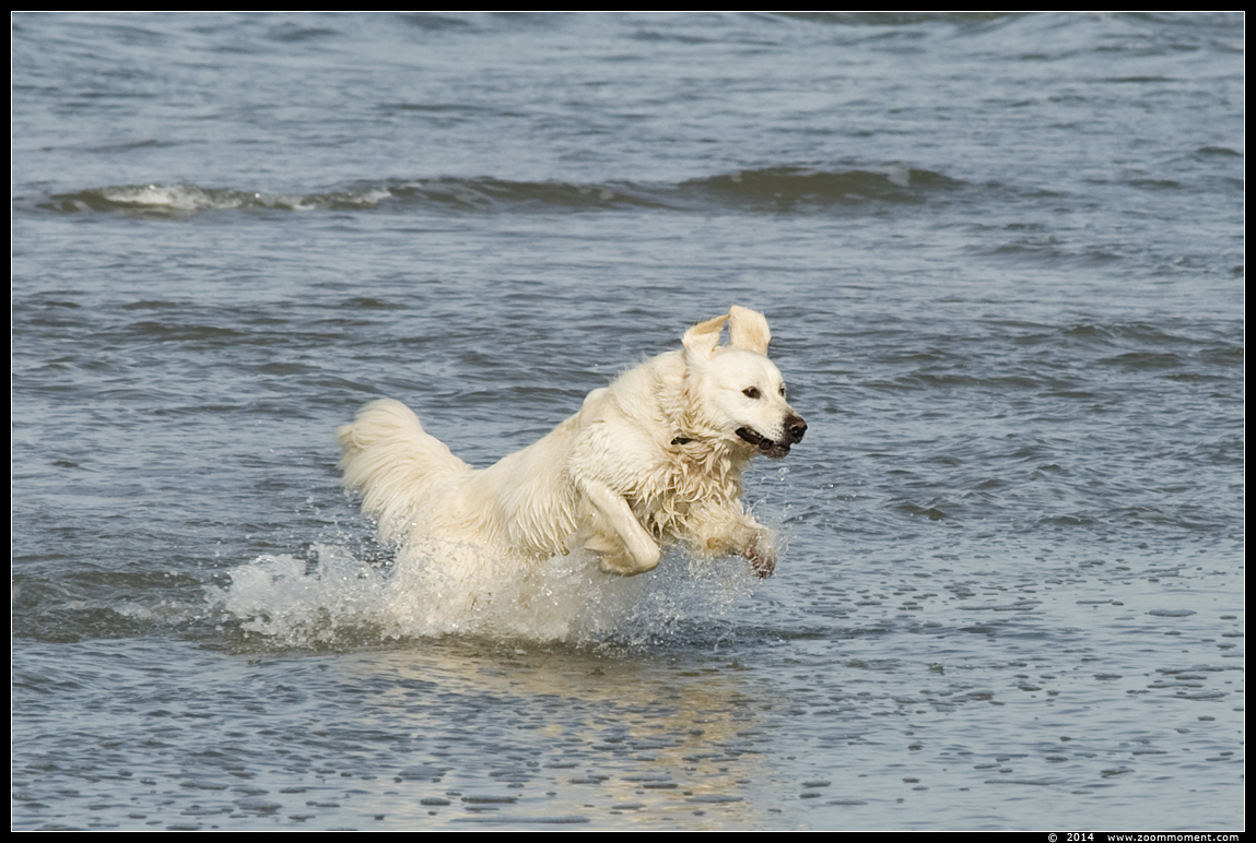 Hond spelend in zee
