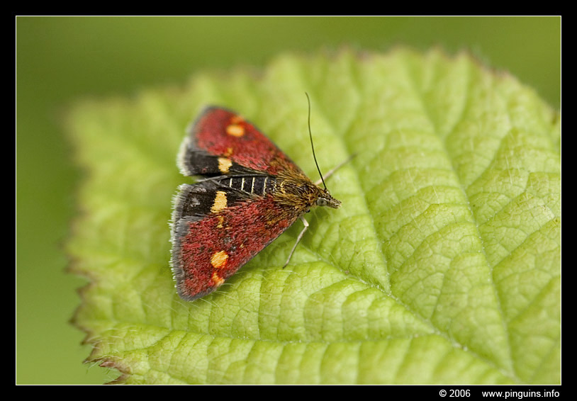 muntvlinder ( Pyrausta aurata ) mint moth
Trefwoorden: natuurgebied naturereserve Mechels Broek Mechelen muntvlindertje vlinder butterfly mint moth