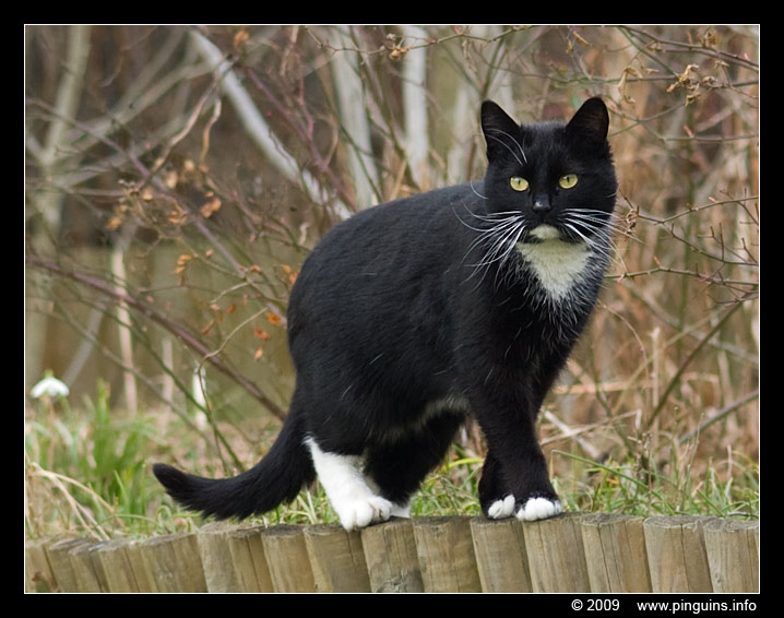 poes ( Felis domestica ) cat : de vermoedelijke papa
Trefwoorden: poes Felis domestica cat