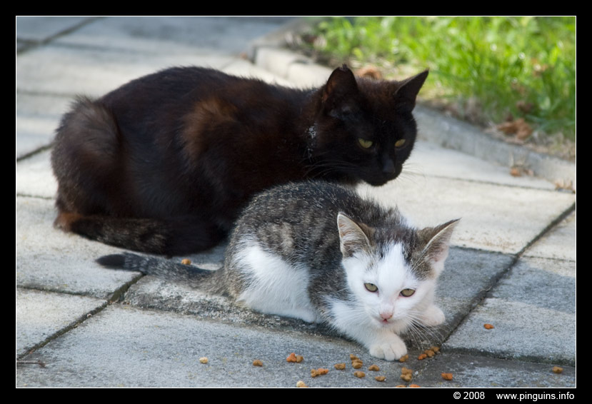 poes ( Felis domestica ) cat : Witteke en mama
Trefwoorden: poes Felis domestica cat Witteke mama