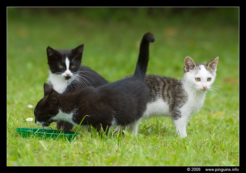 poes ( Felis domestica ) cat : Zwartje en Witteke
Trefwoorden: poes Felis domestica cat Zwartje Witteke