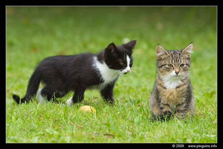 poes ( Felis domestica ) cat : Zwartje en Kona
Trefwoorden: poes Felis domestica cat Kona Zwartje