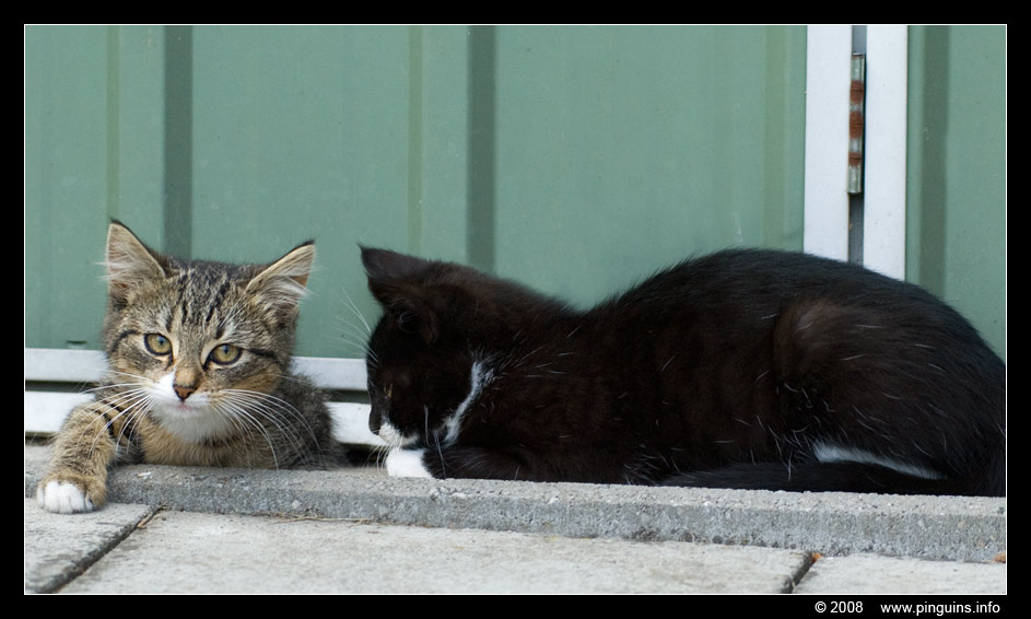 poes ( Felis domestica ) cat : Kiara en Kona
Trefwoorden: poes Felis domestica cat Kiara Kona