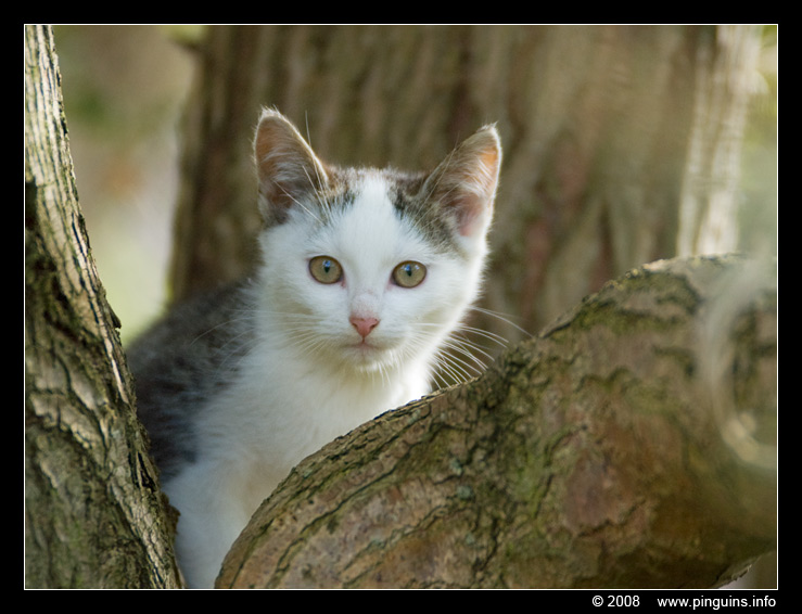 poes ( Felis domestica ) cat : Witteke
Trefwoorden: poes Felis domestica cat Witteke