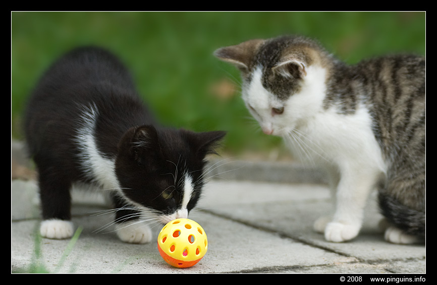 poes ( Felis domestica ) cat : Zwartje en Witteke
Trefwoorden: poes Felis domestica cat Witteke Zwartje