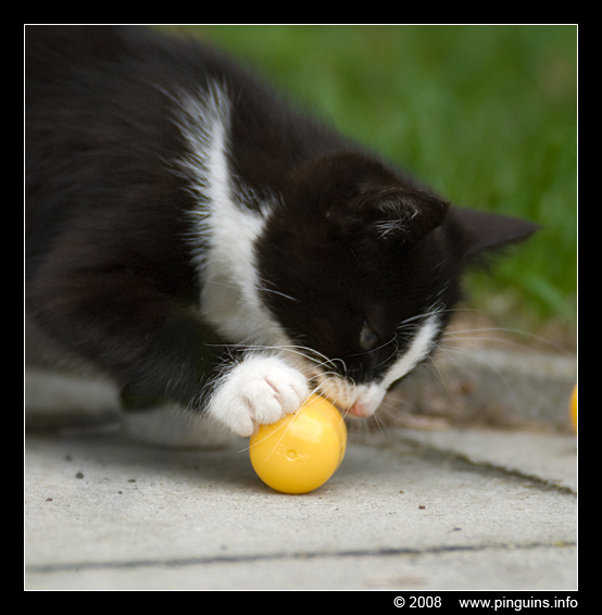 poes ( Felis domestica ) cat : Zwartje
キーワード: poes Felis domestica cat Zwartje