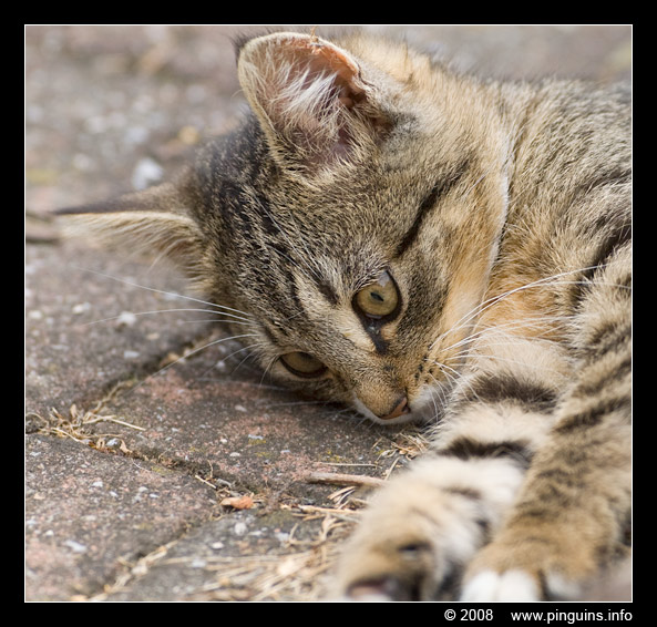 poes ( Felis domestica ) cat : Kona
Trefwoorden: poes Felis domestica cat Kona