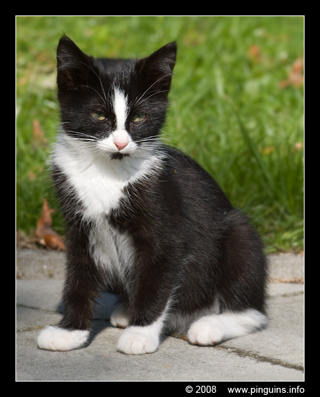 poes ( Felis domestica ) cat : Zwartje
Avainsanat: poes Felis domestica cat Zwartje