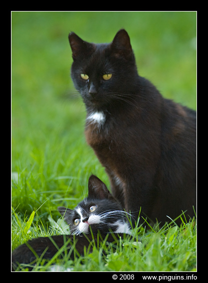 poes ( Felis domestica ) cat : mama met Zwartje
