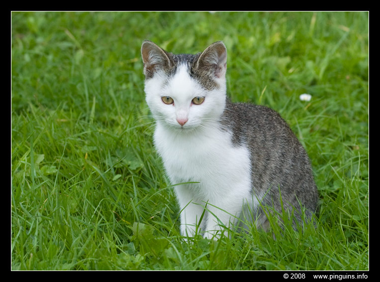 poes ( Felis domestica ) cat : Witteke
