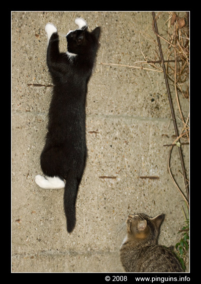 poes ( Felis domestica ) cat : Zwartje en Kona
Trefwoorden: poes Felis domestica cat Zwartje