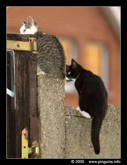 poes ( Felis domestica ) cat : Zwartje en Witteke
Trefwoorden: poes Felis domestica cat Witteke Zwartje