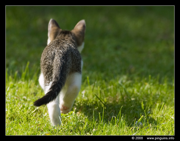 poes ( Felis domestica ) cat : Witteke

