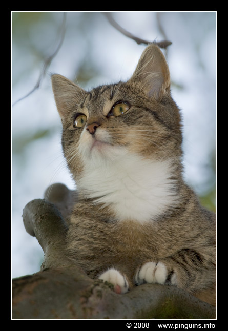 poes ( Felis domestica ) cat : Kona
Trefwoorden: poes Felis domestica cat Kona