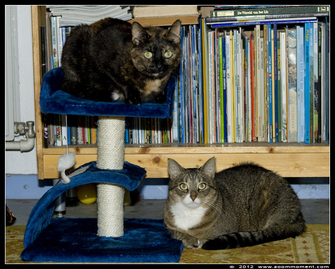 Pruts en Kona
Trefwoorden: Felis domestica cat kat kitten poes Pruts