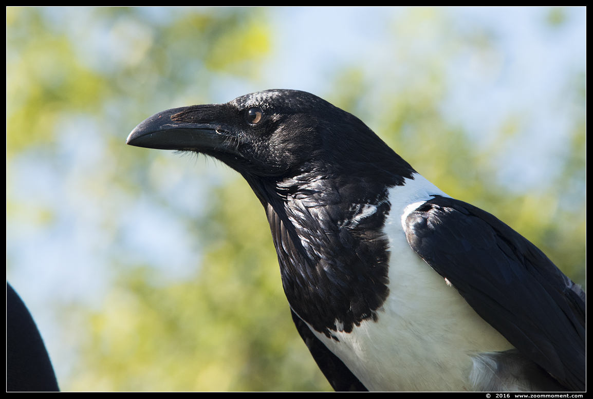 schildraaf  ( Corvus albus ) pied crow
Trefwoorden: Rob Vogelhof Boxtel schildraaf Corvus albus pied crow