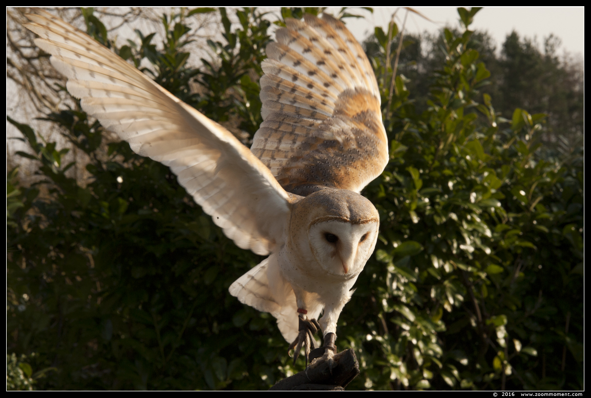 kerkuil  ( Tyto alba )  barn owl
Trefwoorden: kerkuil  Tyto alba  barn owl