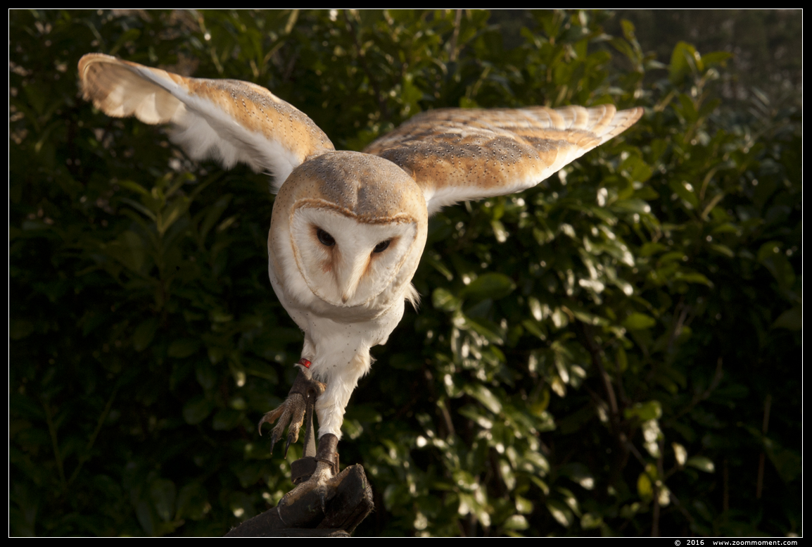 kerkuil  ( Tyto alba )  barn owl
Keywords: kerkuil  Tyto alba  barn owl