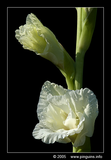 Gladiolus   gladiool
Trefwoorden: Gladiolus gladiool