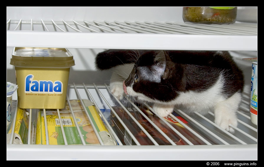 poes  ( Felis domestica ) cat   : Krieby
Het eten in de ijskast kan ze niet weerstaan.
She can not resist to the food in the fridge
Ключови думи: Krieby Felis domestica cat kat kitten poes